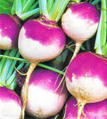 Purple Top White Globe Turnip Seeds - Non-GMO Brassica rapa, 500+ Seeds for Home Gardening, Fall & Winter Harvest