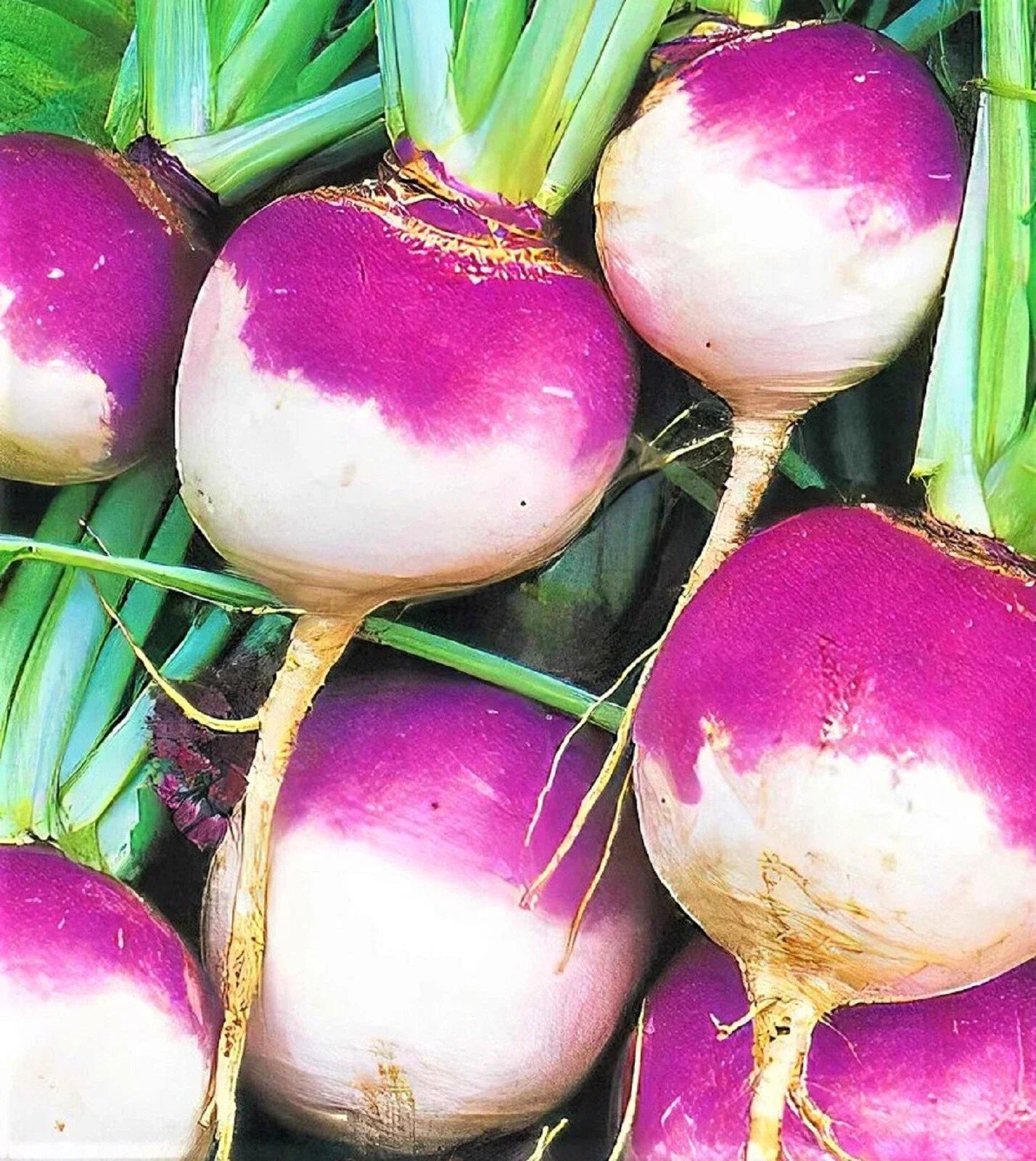 Purple Top White Globe Turnip Seeds - Non-GMO Brassica rapa, 500+ Seeds for Home Gardening, Fall & Winter Harvest