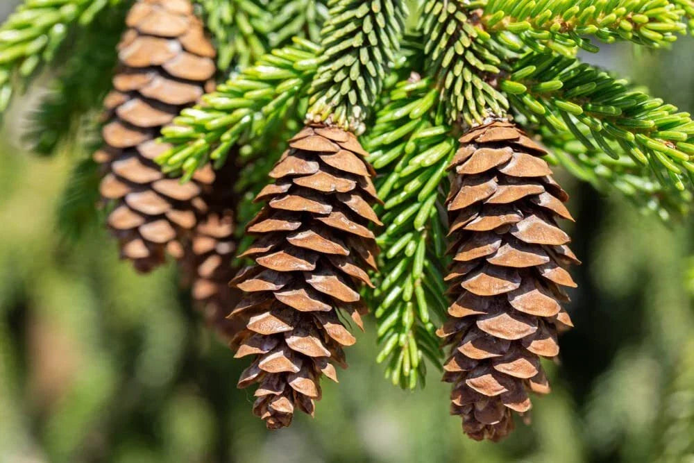 Oriental Spruce Tree Seeds - 30 Seeds Picea orientalis Evergreen Coniferous Tree for Landscaping
