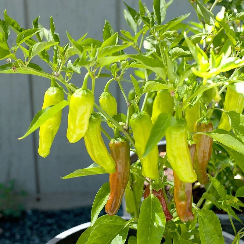 Golden Greek Pepperoncini Pepper Seeds – Heirloom Non-GMO, Capsicum annuum, 1000 Seeds for Pickling & Salads