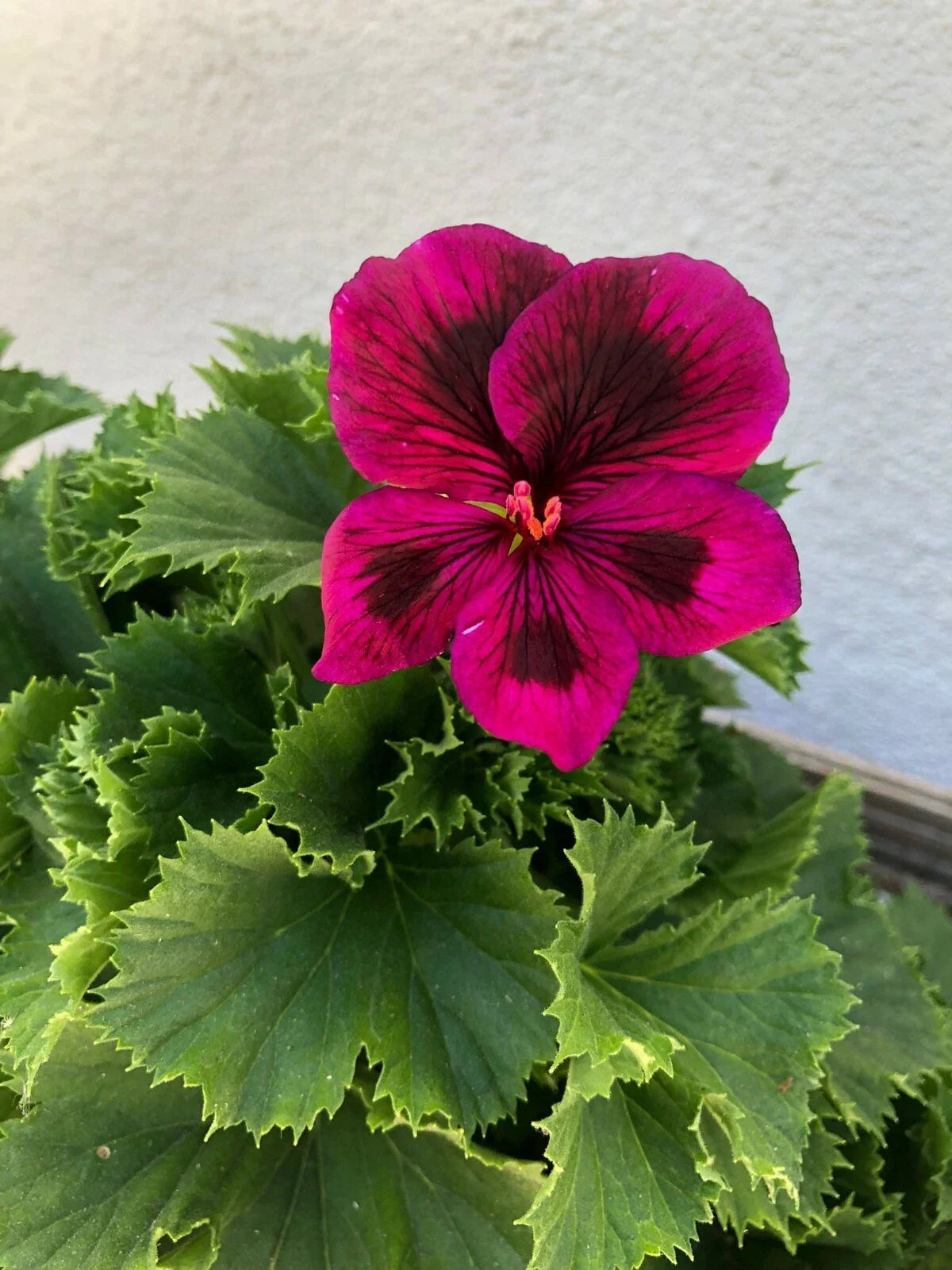 Purple Geranium Plant - 9-Inch Rooted Pelargonium for Garden & Indoor Decor