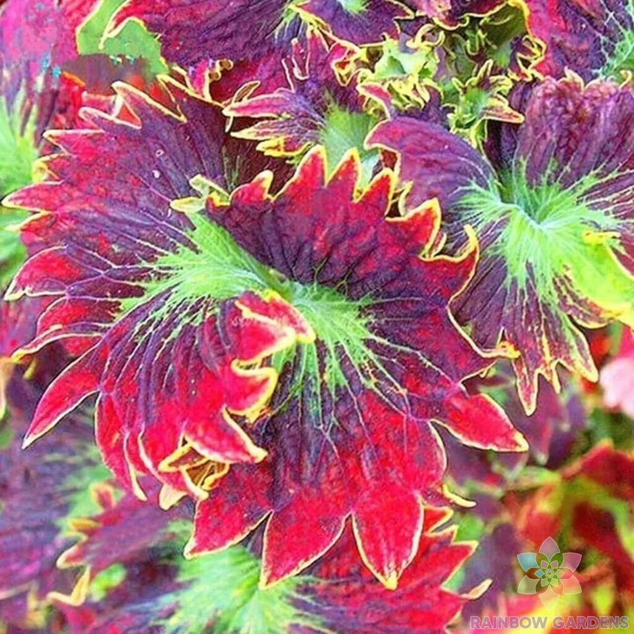 Coleus Seeds - Red Purple Variegated Foliage - Plectranthus scutellarioides - Garden Planting, Container, Border