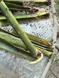 Live Snake Plant Cuttings with Roots – Sansevieria Trifasciata Indoor Plant, Easy to Grow, Low Maintenance, Air Purifying