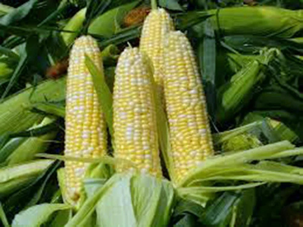 Bi-Color Corn Seeds - Heirloom Butter 'n Sugar Non-GMO Zea mays - 100+ Seeds for Home Garden, Sweet, Vibrant Yellow & White Kernels