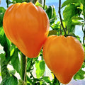 Orange Oxheart Tomato Seeds - Heirloom Organic Rare Solanum lycopersicum, 10+ Seeds for Home Garden & Container Growing