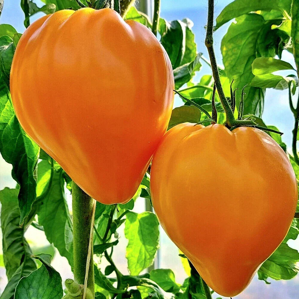 Orange Oxheart Tomato Seeds - Heirloom Organic Rare Solanum lycopersicum, 10+ Seeds for Home Garden & Container Growing