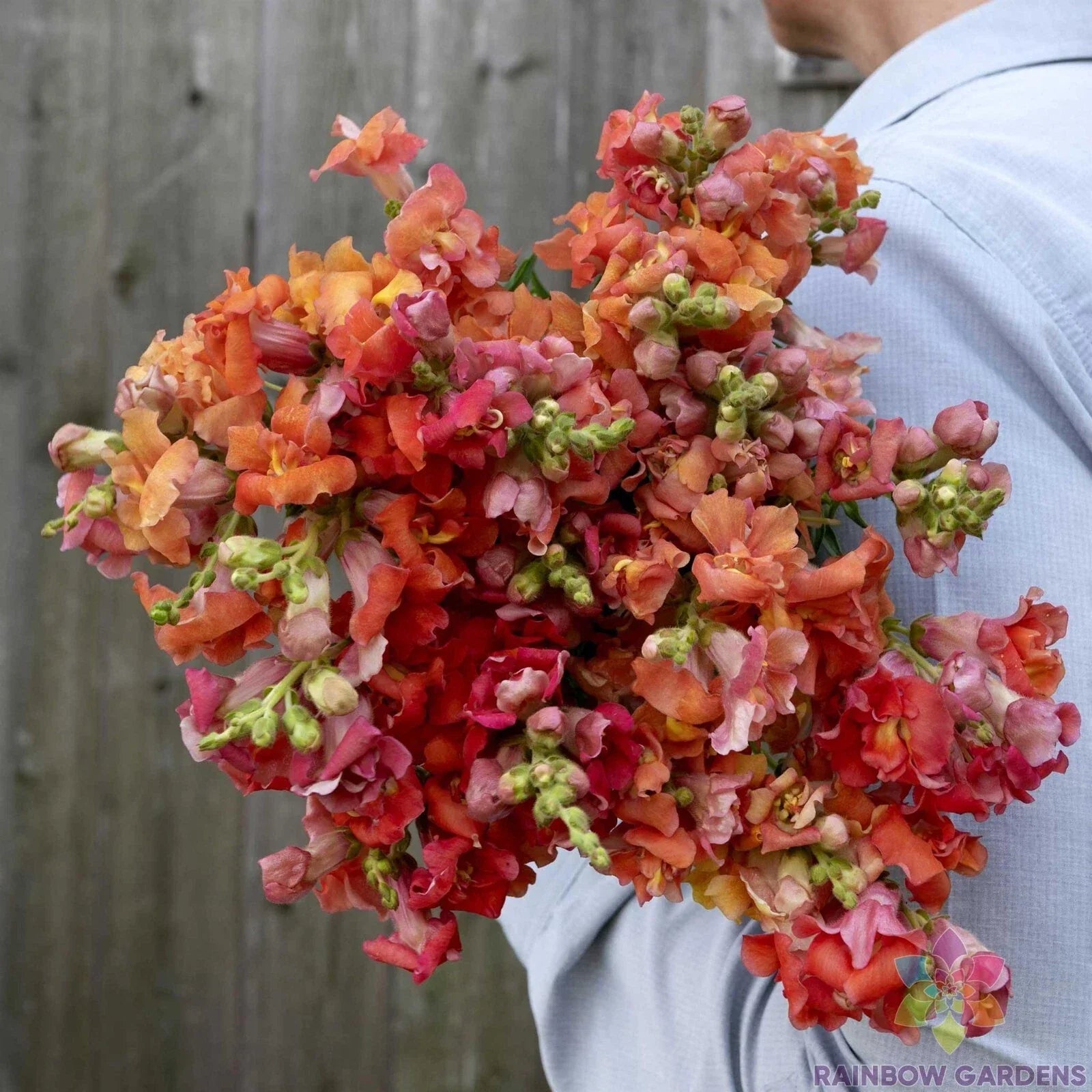 Madame Butterfly Bronze Snapdragon Seeds - 1000+ Premium Antirrhinum majus Seeds for Garden, Borders, Containers