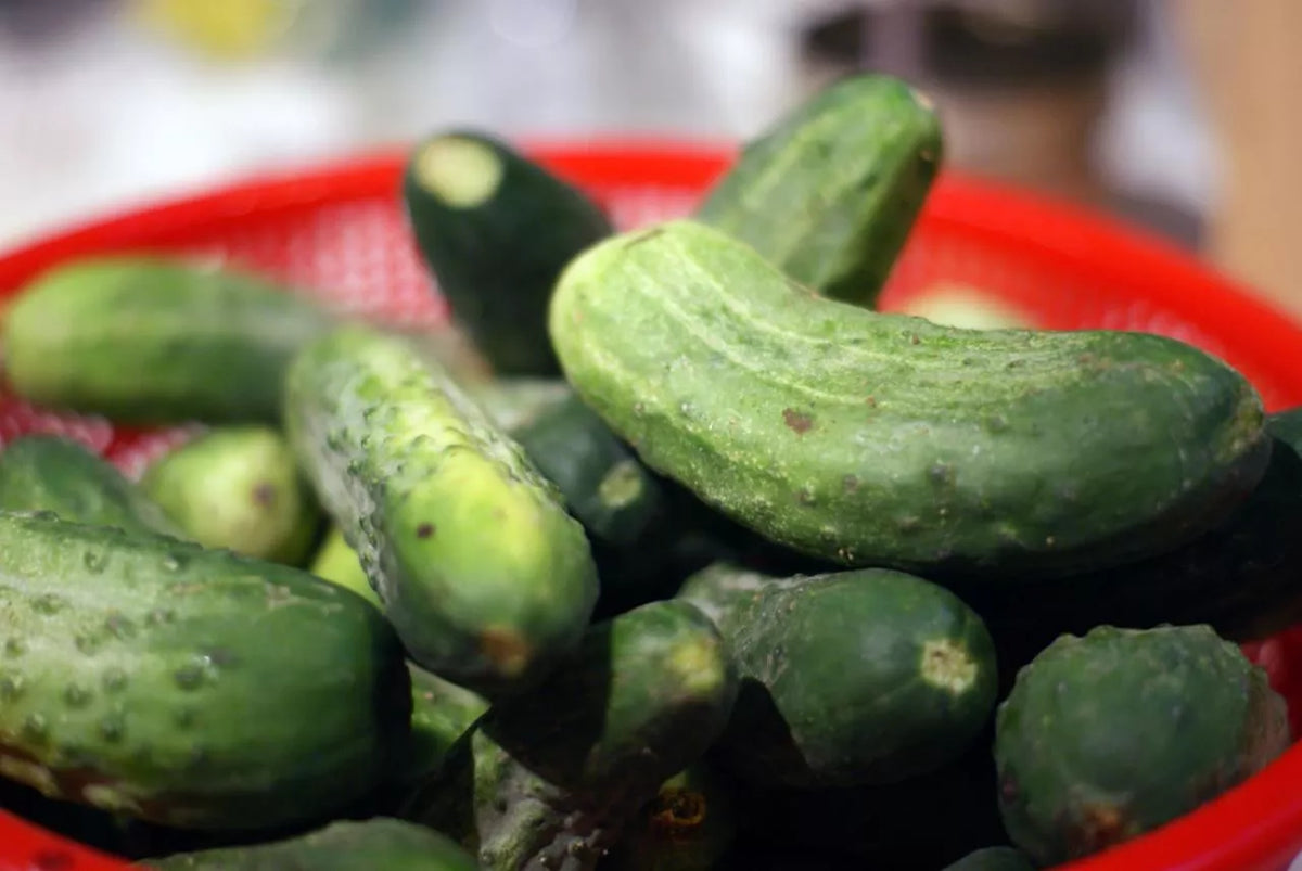 Pickling Cucumber Seeds for Canning, 55 Seeds, GroCo Variety, Cucumis sativus, Home Garden, Vining, Crunchy & Flavorful