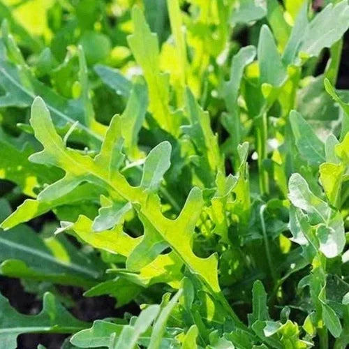 Roquette Arugula Seeds - Organic Heirloom Non-GMO Salad Greens - Eruca sativa Seed Packet
