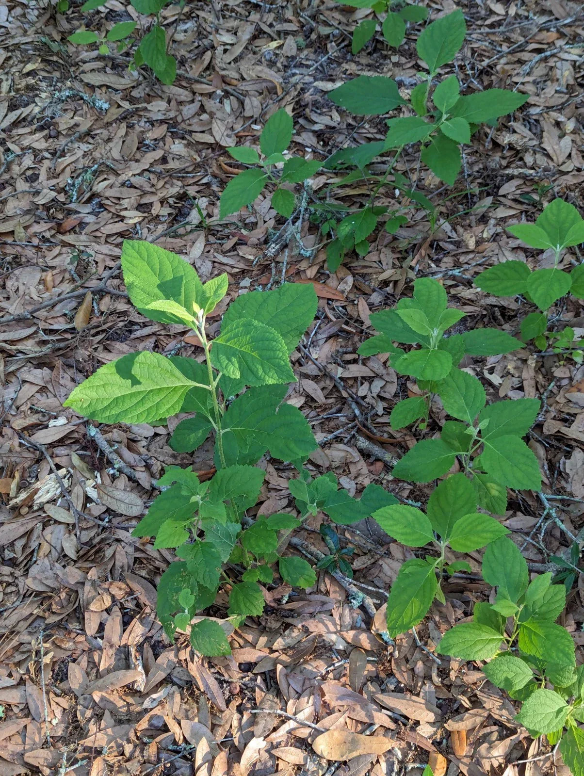 Beauty Berry Bush Live Plant Cuttings - 4 Unrooted Callicarpa americana Deciduous Shrubs for Propagation