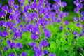 Wild Blue Indigo Bush Seeds 100 Pack Baptisia australis Native Perennial Drought-Resistant Blue Flowers