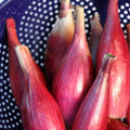 Italian Red Torpedo Onion Seeds - Rossa di Tropea Heirloom Non-GMO Seeds for Culinary Use