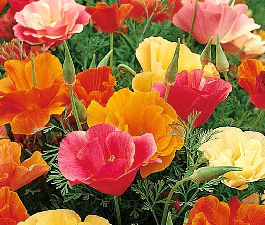 California Poppy Seeds - Mission Bell Variety - Bulk 5,000 Seeds - Eschscholzia Californica - Drought-Tolerant Annual Flower