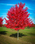 Red Maple Tree Live Plant 1-4 Years Old Well-Rooted Acer rubrum, 4-40 Inches Tall, Shade Tree, Fall Foliage, Garden Landscaping