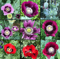 Non-GMO Poppy Seeds Mix 1000 Seeds for Baking & Garden, Papaver somniferum, Colorful Flowering Pods