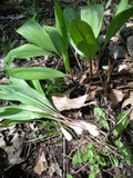Organic Tricoccum Wild Ramps Leek Bulbs - 50 Bare Root Allium for Planting, Edible Garden, Culinary Use