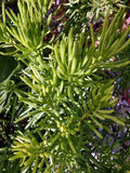 Succulent Cutting 4" – Indoor Plant Propagation – Drought-Tolerant Variety – Unnamed Species
