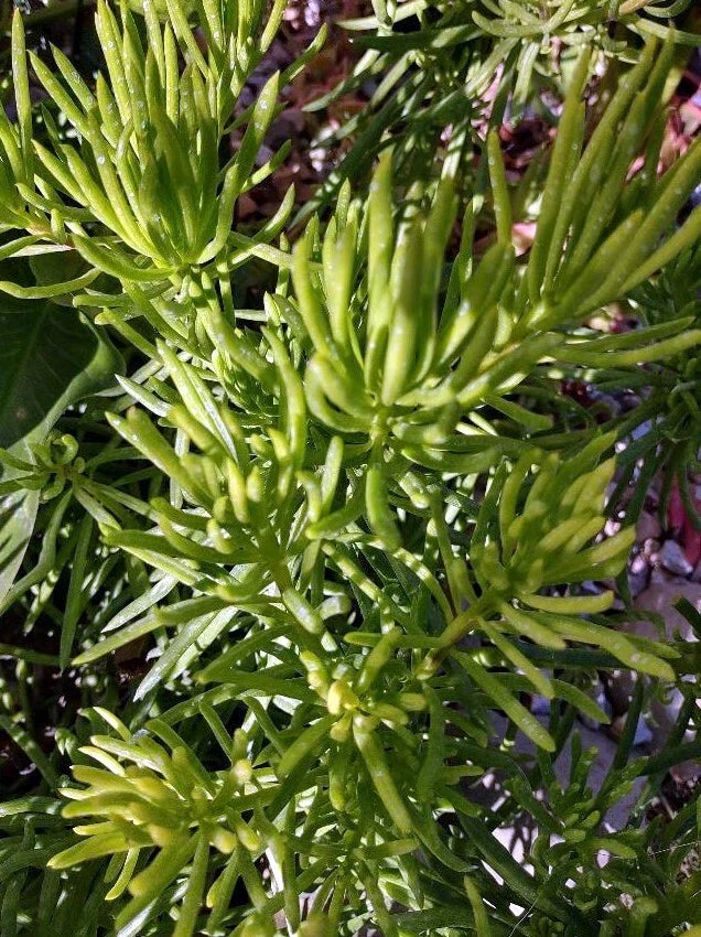 Succulent Cutting 4" – Indoor Plant Propagation – Drought-Tolerant Variety – Unnamed Species