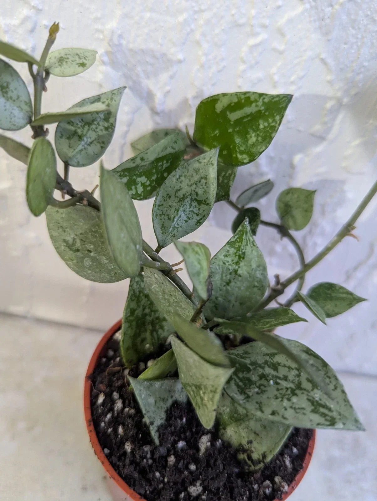 Hoya Lacunosa 'Krohniama Silver' Live Wax Houseplant in 3-Inch Pot, Indoor Air Purifying Plant, Easy Care Trailing Vine