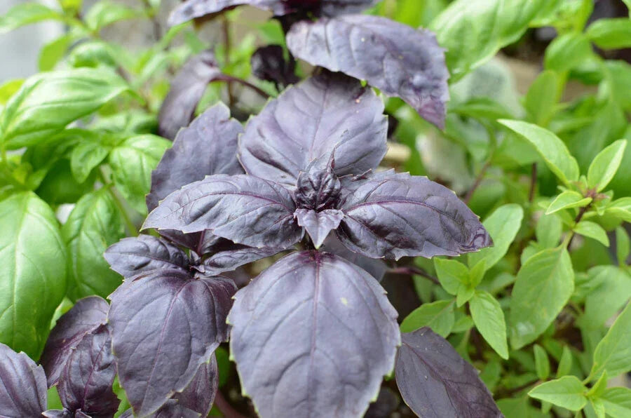 Red Rubin Basil Seeds - Dark Opal Improved, NON-GMO, Culinary Herb, Ocimum basilicum, Multiple Sizes Available