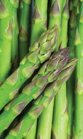 Asparagus Seeds - 50+ Mary Washington Variety - Non-GMO, Heirloom, Asparagus officinalis, Home Garden, Full Sun
