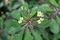Tiny Yellow Euphorbia Milii Crown of Thorns Succulent Cutting - Drought-Tolerant Indoor Plant