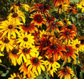 Gloriosa Daisy Seeds 300+ Count Perennial Wildflower Seeds Rudbeckia hirta for Pollinator Gardens, Native Plants, Drought Tolerant