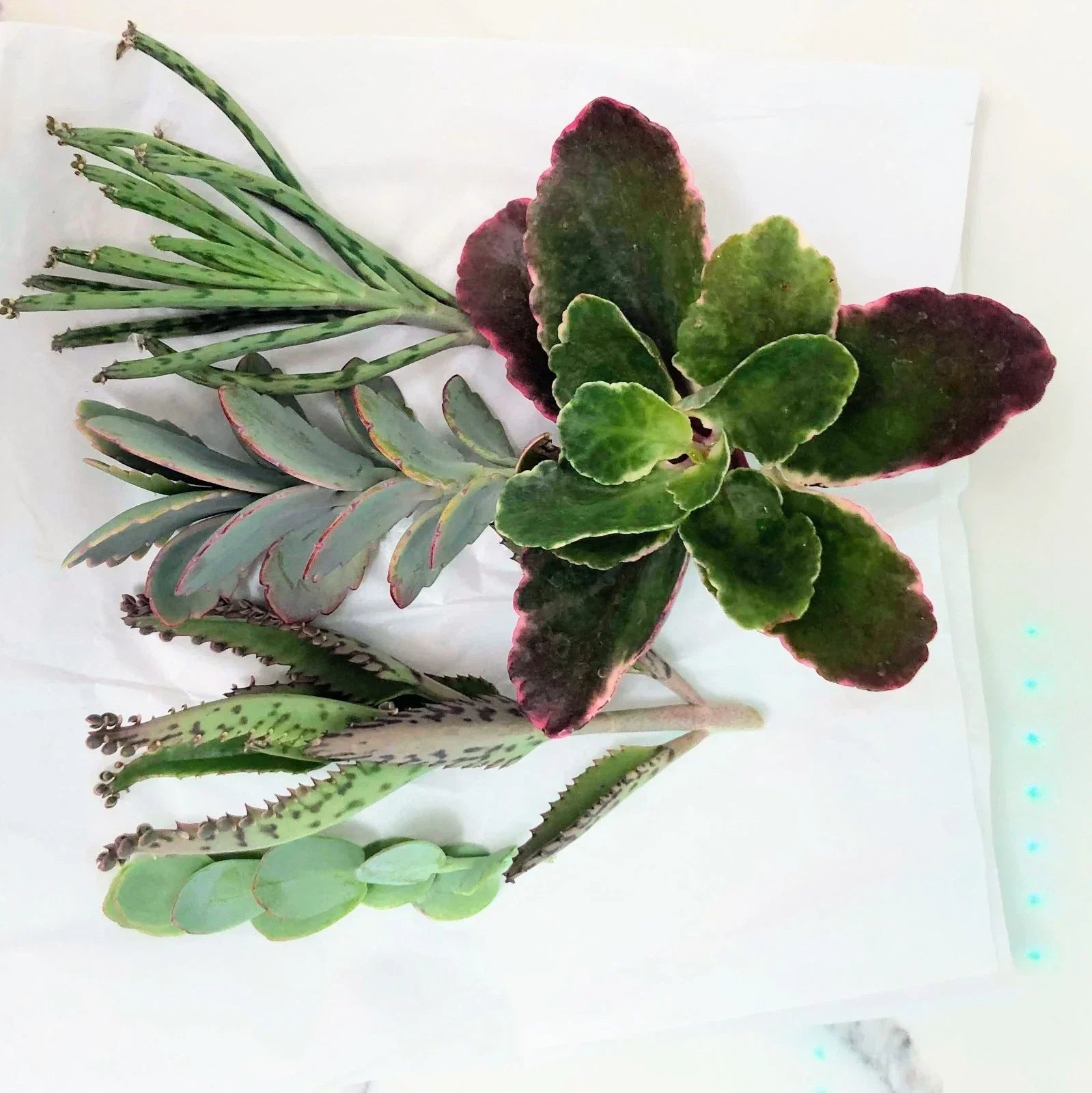 Kalanchoe Succulent Cuttings Collection – 5 Varieties, Easy to Grow, Indoor & Outdoor, Crassulaceae