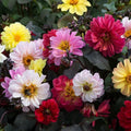 Dahlia Seeds - Diablo Mix 25 Count - Colorful Garden Flowers - Dahlia pinnata