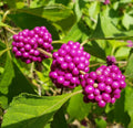 Beauty Berry Seeds 25 Pack | Edible Wild Florida Native Callicarpa Americana Perennial Shrub