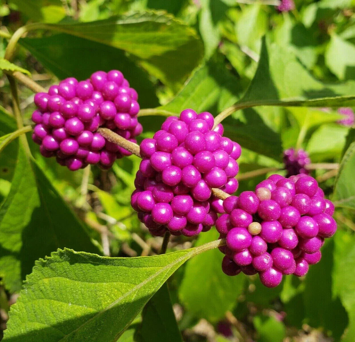 Beauty Berry Seeds 25 Pack | Edible Wild Florida Native Callicarpa Americana Perennial Shrub