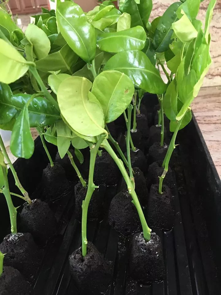 Kaffir Lime Tree Cutting | Citrus hystrix | Fragrant Culinary Lime Plant Clone for Cooking and Garnishing