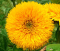 Sungold Teddy Bear Sunflower Seeds | Pack of 50 | Bright Golden Yellow Flowers | Helianthus annuus Garden Seeds