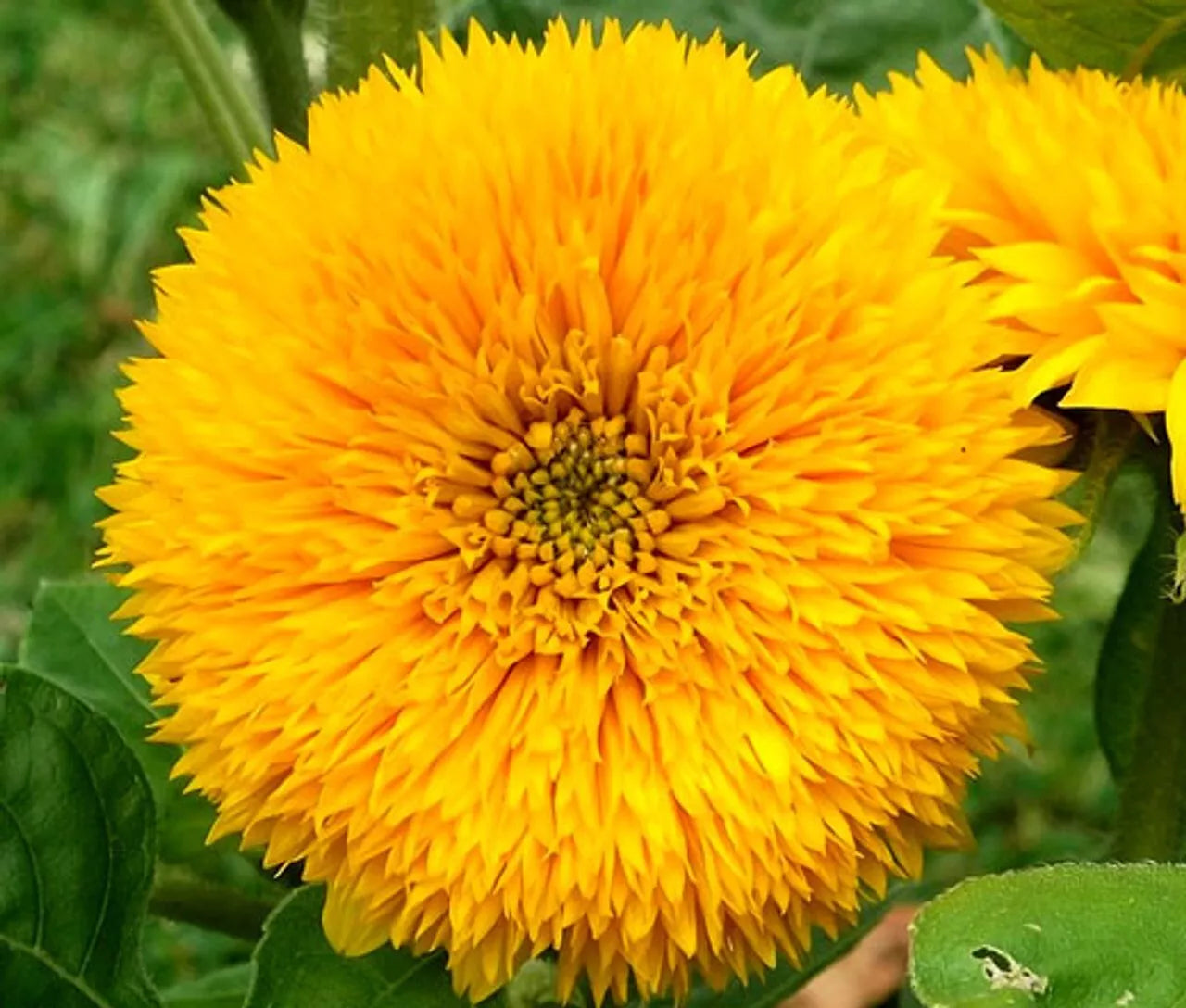Sungold Teddy Bear Sunflower Seeds | Pack of 50 | Bright Golden Yellow Flowers | Helianthus annuus Garden Seeds