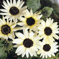 Italian White Sunflower Seeds Pack | Helianthus Debilis | Annual Flower Seeds for Garden & Cut Flowers