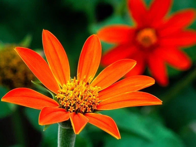 Mexican Sunflower Seeds - Bright Orange Tithonia diversifolia - Easy to Grow, Attracts Pollinators, Garden Flower Pack