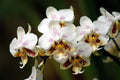 Phalaenopsis Stuartiana 1.7" Small Orchid Plant - Tropical Indoor Flowering Houseplant