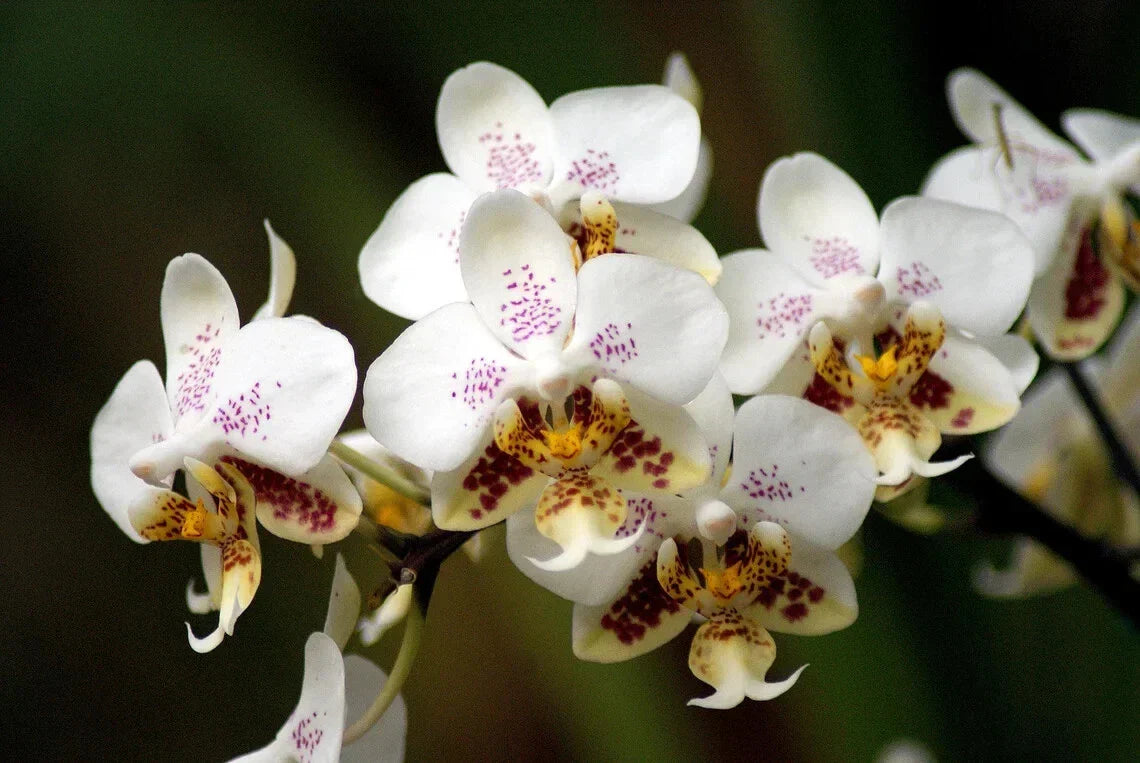 Phalaenopsis Stuartiana 1.7" Small Orchid Plant - Tropical Indoor Flowering Houseplant