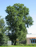 Siberian Elm Tree Seeds - Ulmus pumila - Fast-Growing, Drought-Resistant Landscaping & Reforestation Seeds, Pack of 50