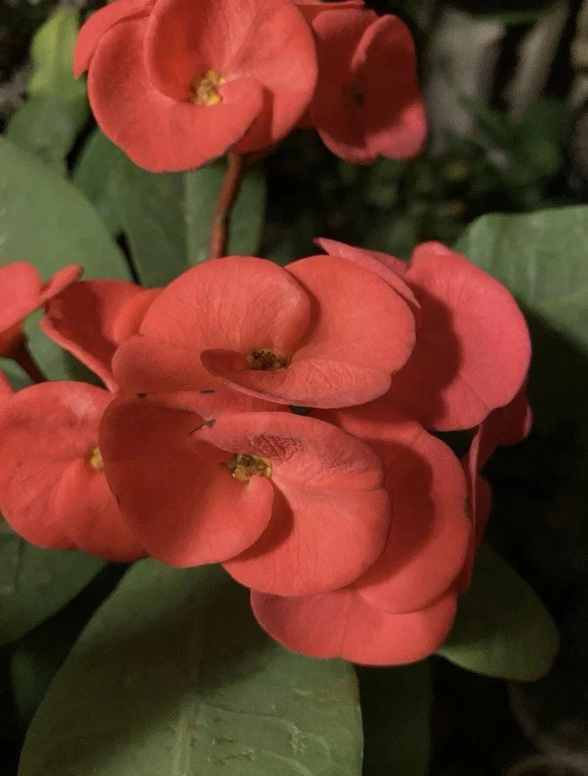 Rooted Euphorbia Milii Cutting - Red and Orange Crown of Thorns Succulent Plant, Drought-Tolerant Indoor or Outdoor Gift