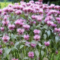 Bee Balm Seeds - 500 Non-GMO Wild Bergamot Seeds for Pollinators - Monarda fistulosa, Perennial, Purple Blooms