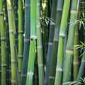 50 Bamboo Seeds for Privacy Screen Clumping Wong Chuck Bambusa vulgaris Garden Plant Pack of 50