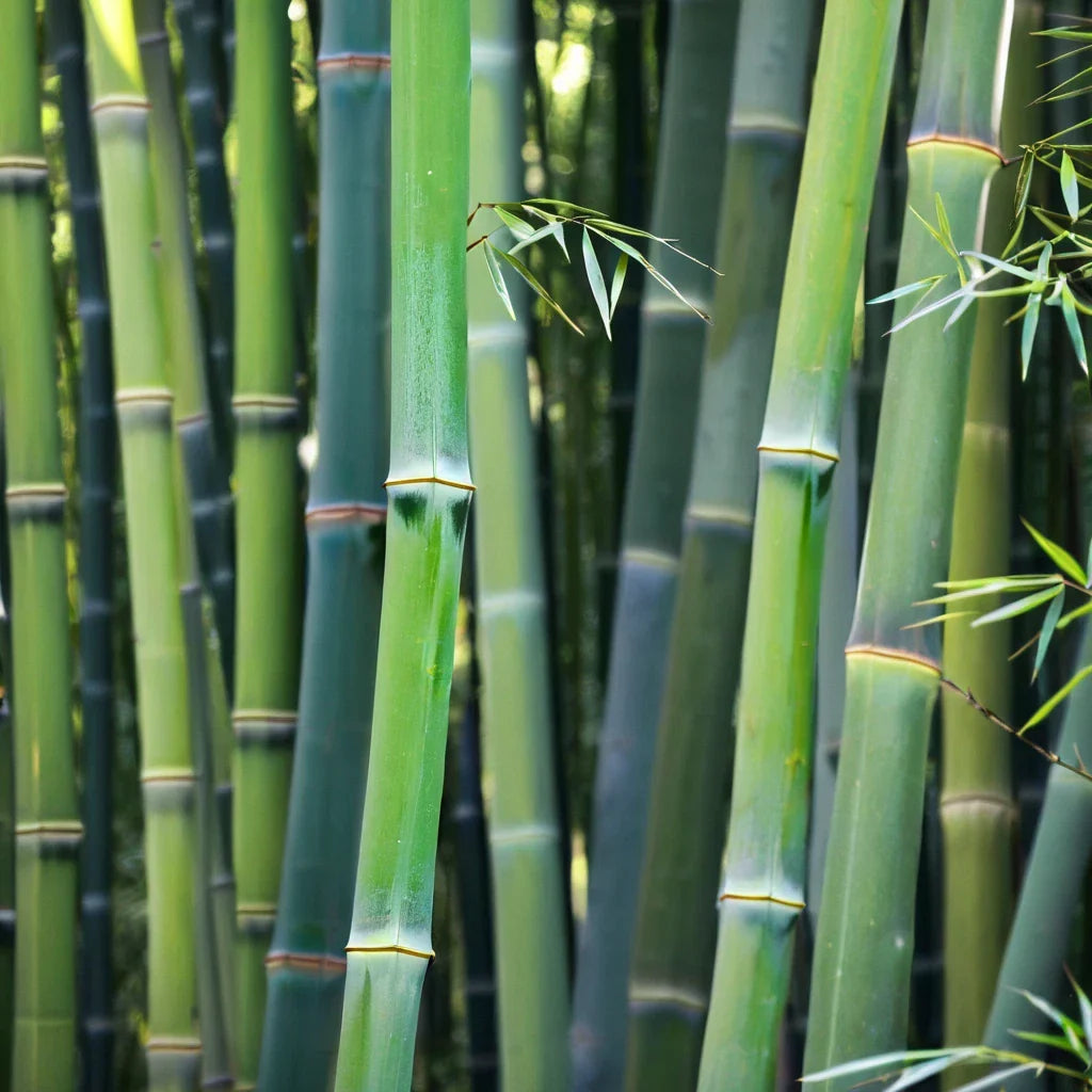 50 Bamboo Seeds for Privacy Screen Clumping Wong Chuck Bambusa vulgaris Garden Plant Pack of 50