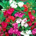 Impatiens Tom Thumb Flower Seeds – 25 Pack, Vibrant Annuals for Shade Gardens, Easy to Grow Impatiens walleriana