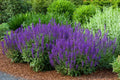 Salvia 'Caradonna' Live Starter Plant - Meadow Sage Perennial Herb for Pollinator Gardens
