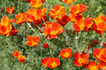 California Poppy Seeds Pack – Over 250 Non-GMO Eschscholzia californica Flower Seeds for Gardens, Borders, and Containers