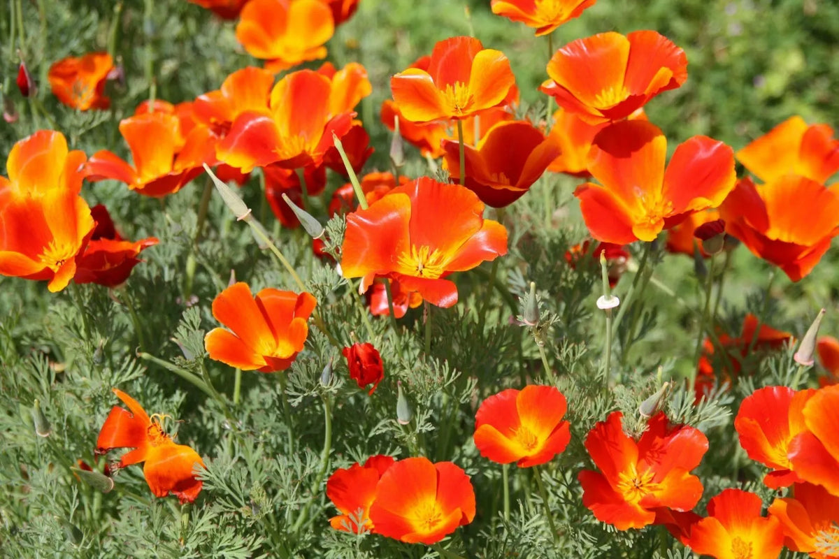 California Poppy Seeds Pack – Over 250 Non-GMO Eschscholzia californica Flower Seeds for Gardens, Borders, and Containers