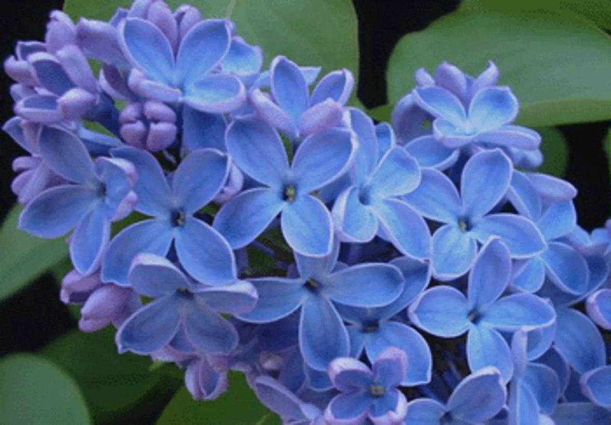 Blue Lilac Seeds - Perennial Syringa vulgaris for Fragrant Garden Flowers - 25 Seeds