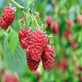Raspberry Canes Bare Root Joan J Everbearing Rubus idaeus 1-Year-Old for Home Garden