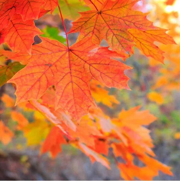 Live Sugar Maple Tree - Fully Rooted 1-4 Years Old Acer saccharum 8-40 Inches Tall for Landscaping